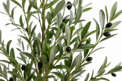 Olive Tree
