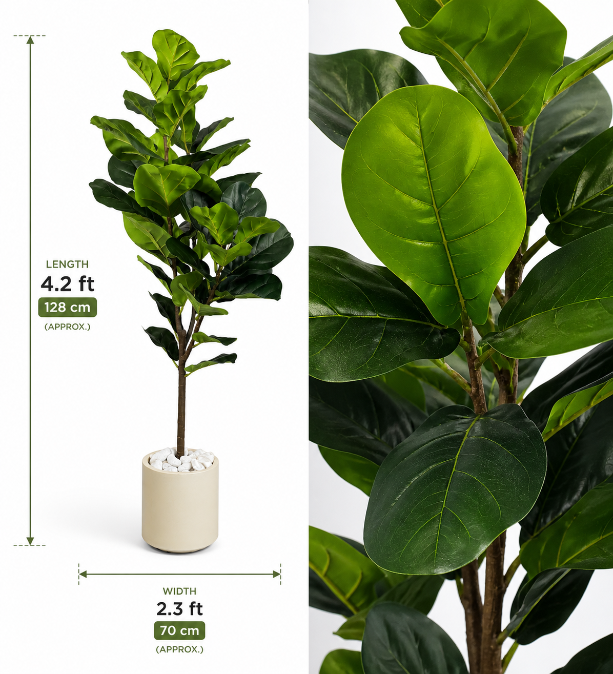 Ficus Pandurata