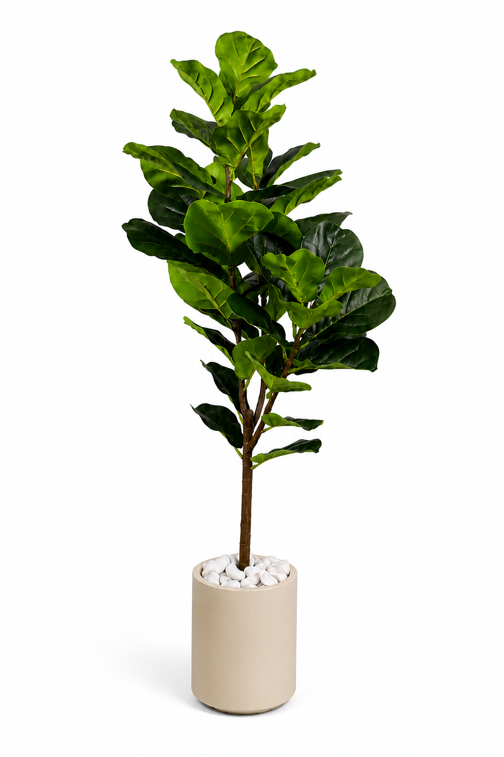 Ficus Pandurata