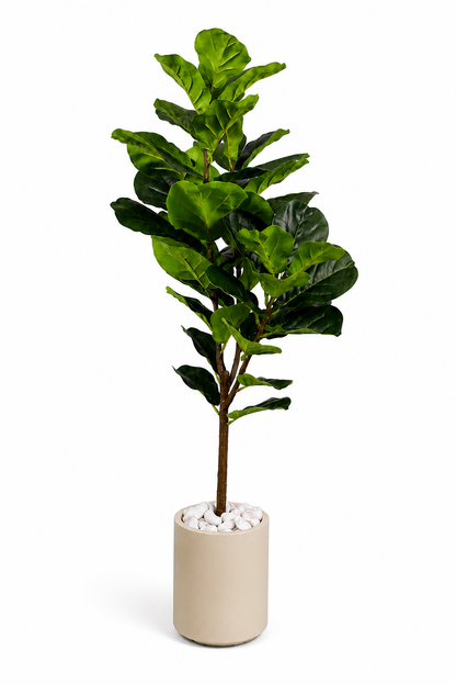 Ficus Pandurata