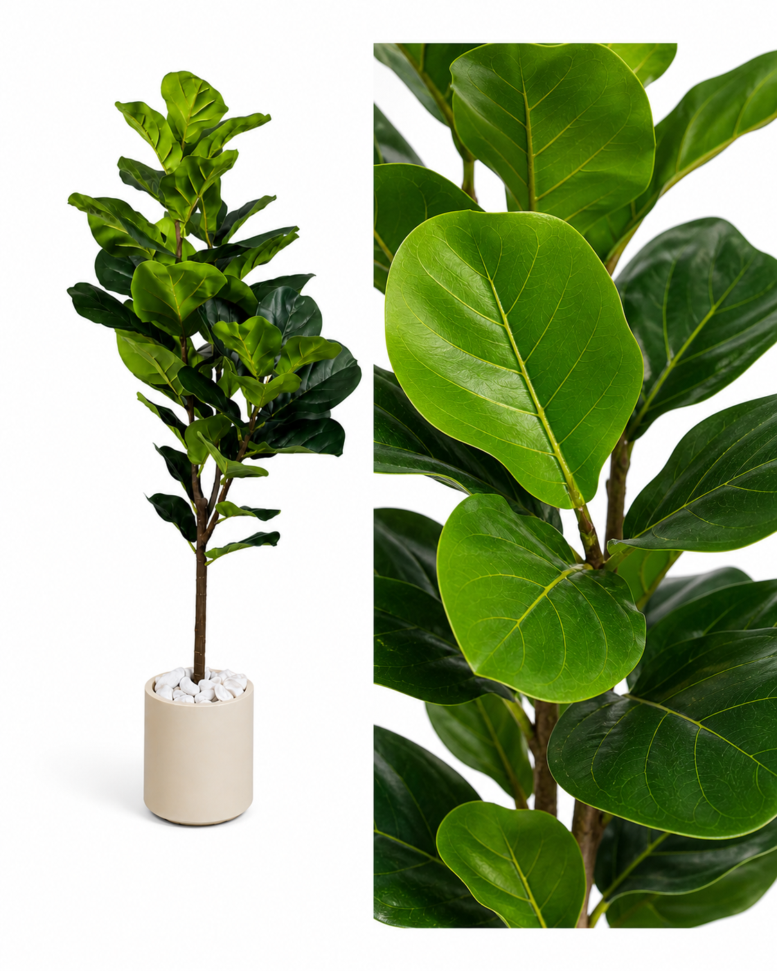 Ficus Pandurata