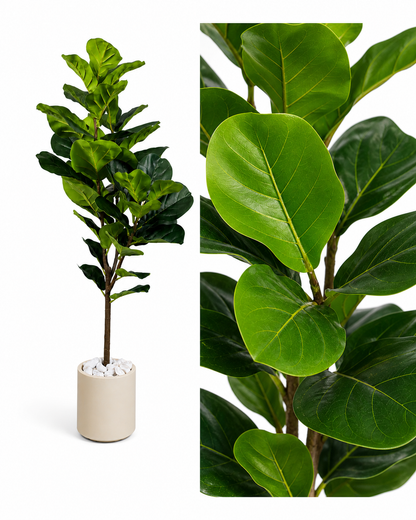 Ficus Pandurata
