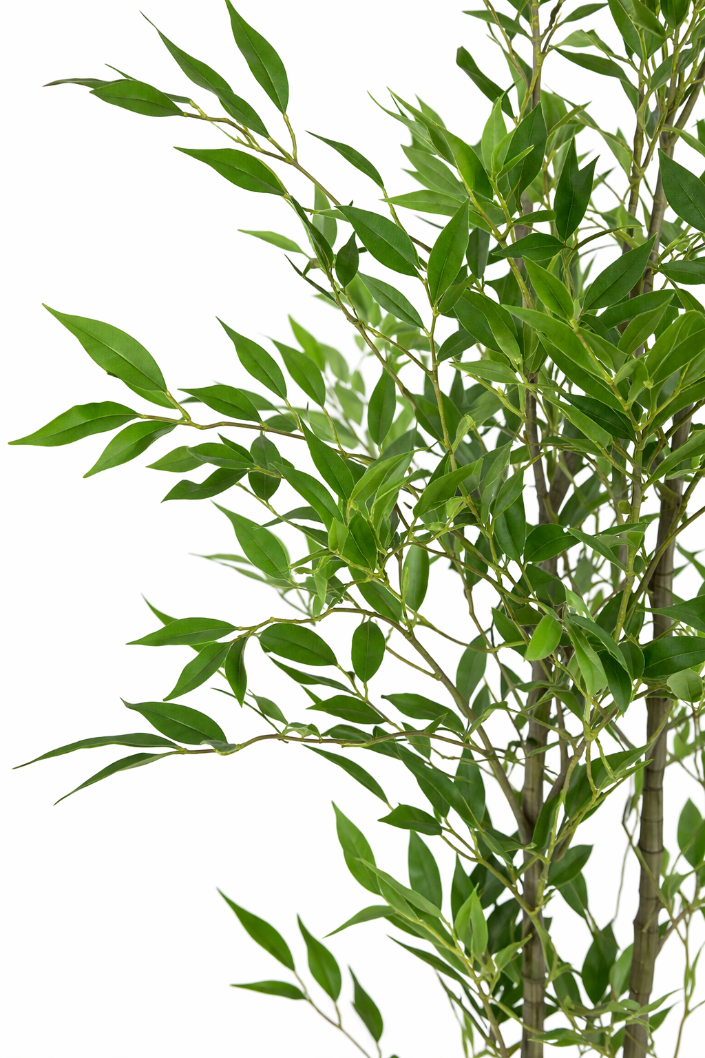 Bamboo Tree