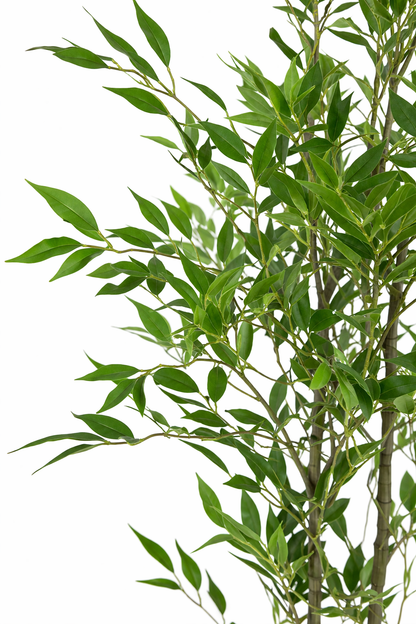 Bamboo Tree