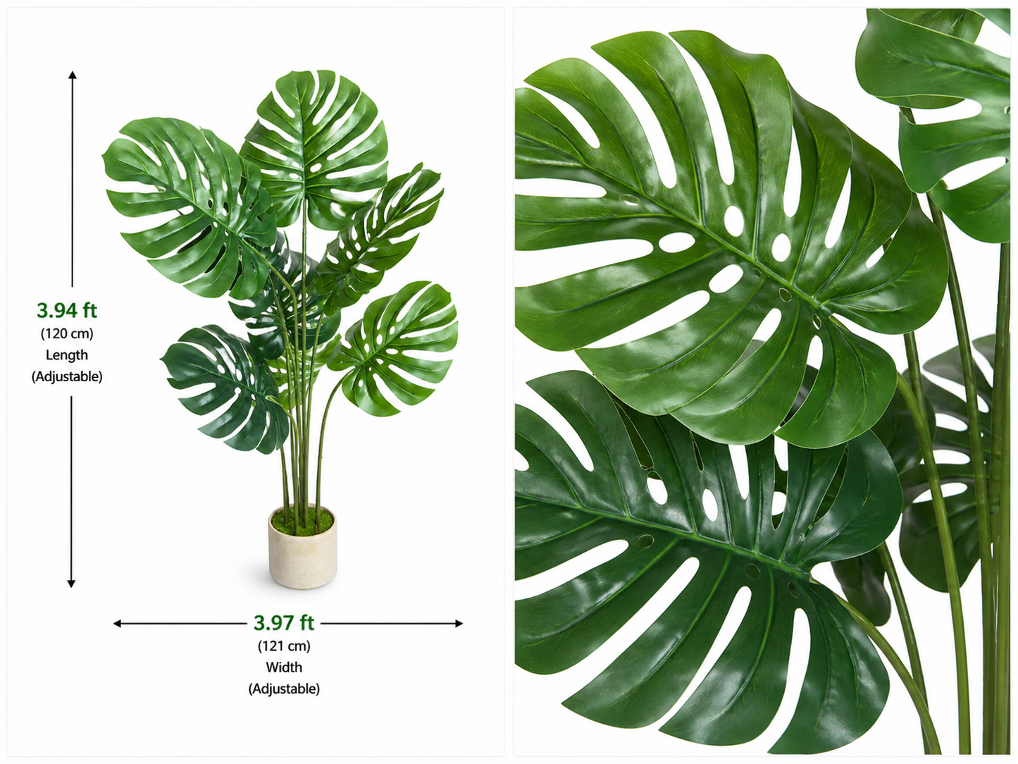 Monstera deliciosa