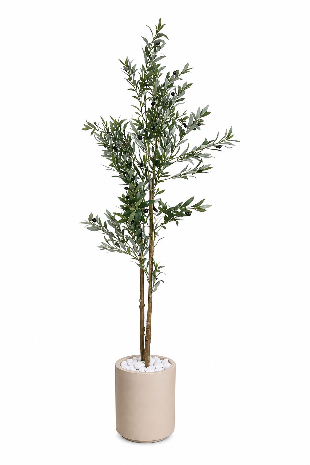 Olive Tree